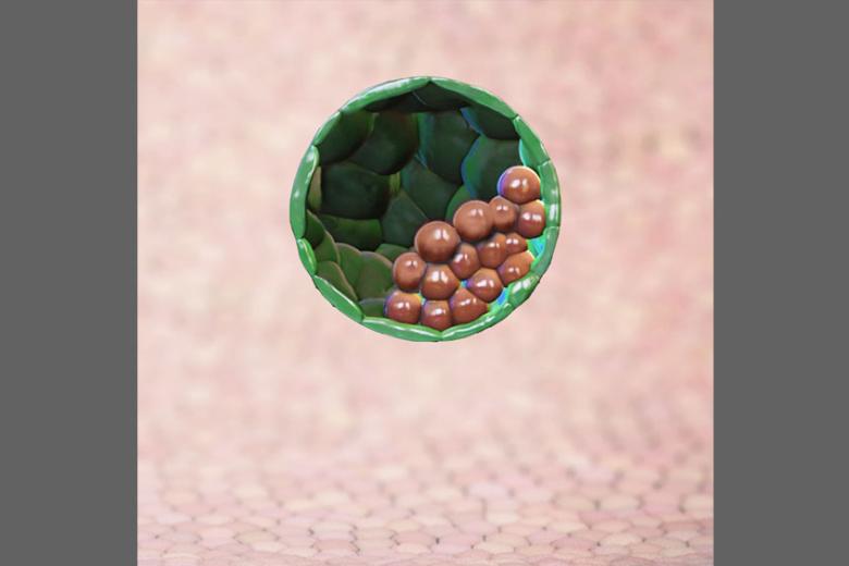 Blastocyst-like structures generated solely from stem cells