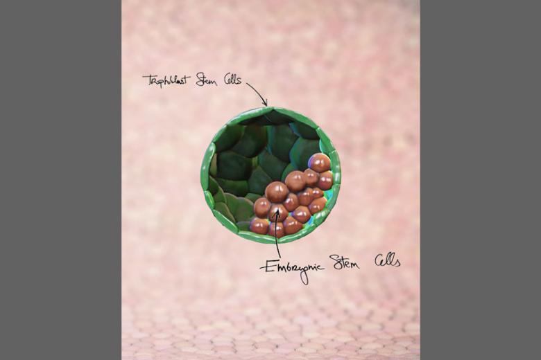 Blastocyst-like structures generated solely from stem cells