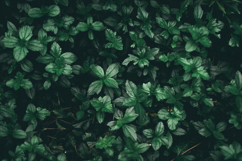 planten