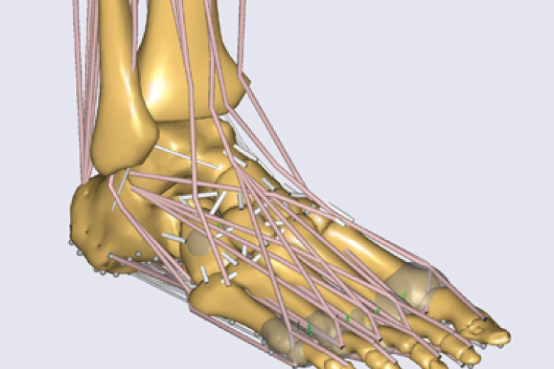 3D Motion Capture and Muscle-Skeletal Modelling