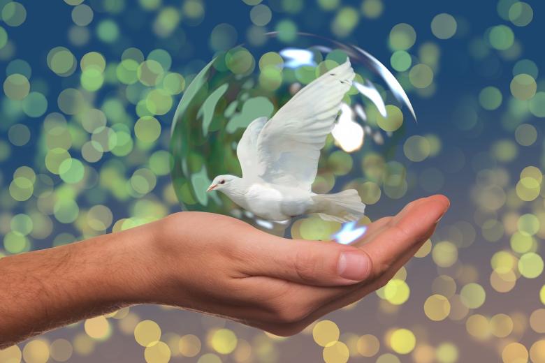 peace-dove_Shelter City Maastricht_project human rights.jpg