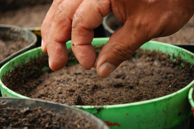 Plants and seeds - blog conference