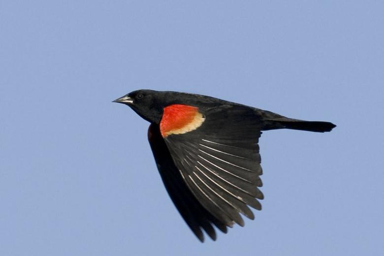 red winged blackbird