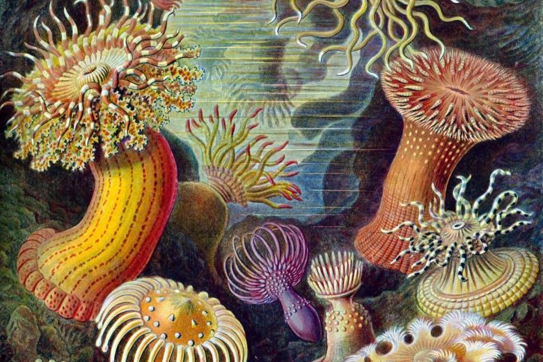 scheres plantenbiologie