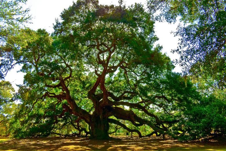 Picture of an old but vibrant tree