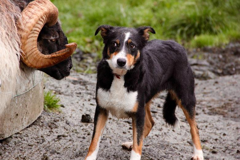 Sheepdog and ram confrontation