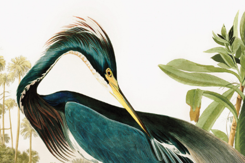 bird