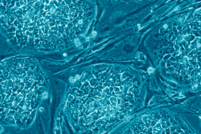 stemcells