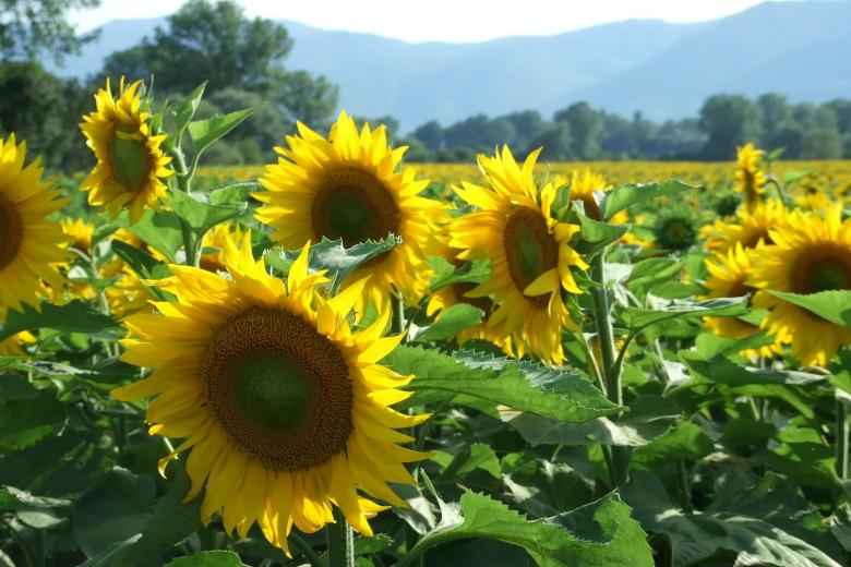 sunflowers trade Ukraine