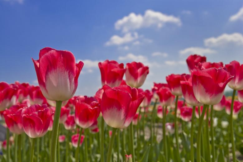 Test-niet_gebruiken_lifeum_dutch_habits_symbols_tulip