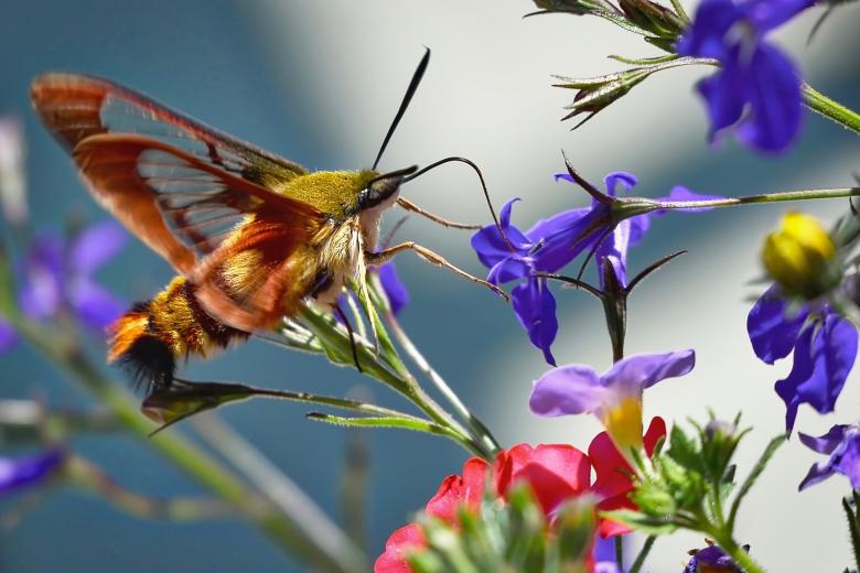 The Butterfly effect blog