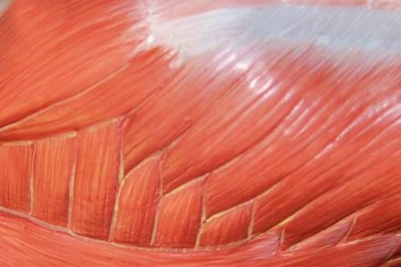 UCV - Understanding our muscles