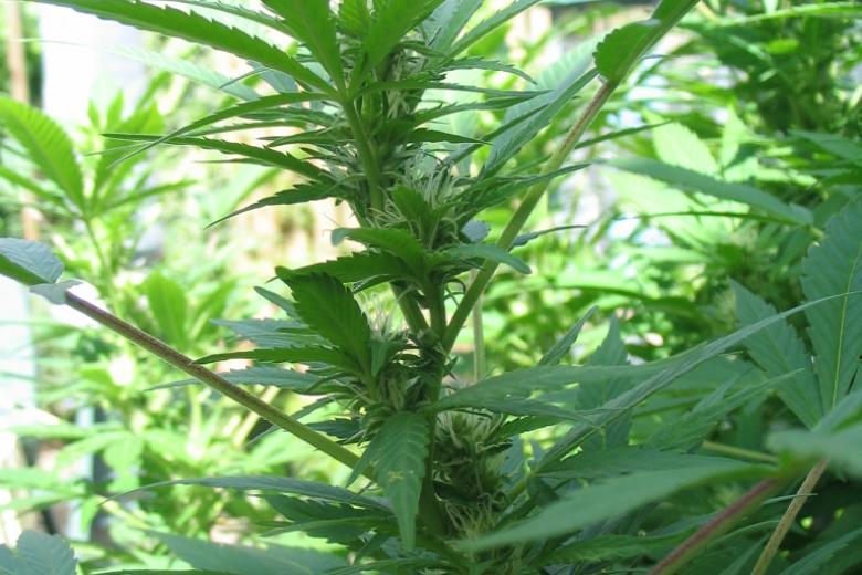 Weed pass