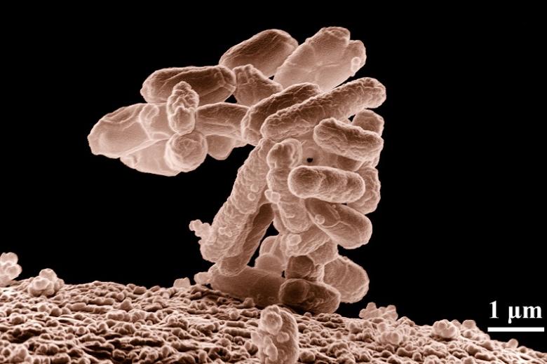 Intestinal flora
