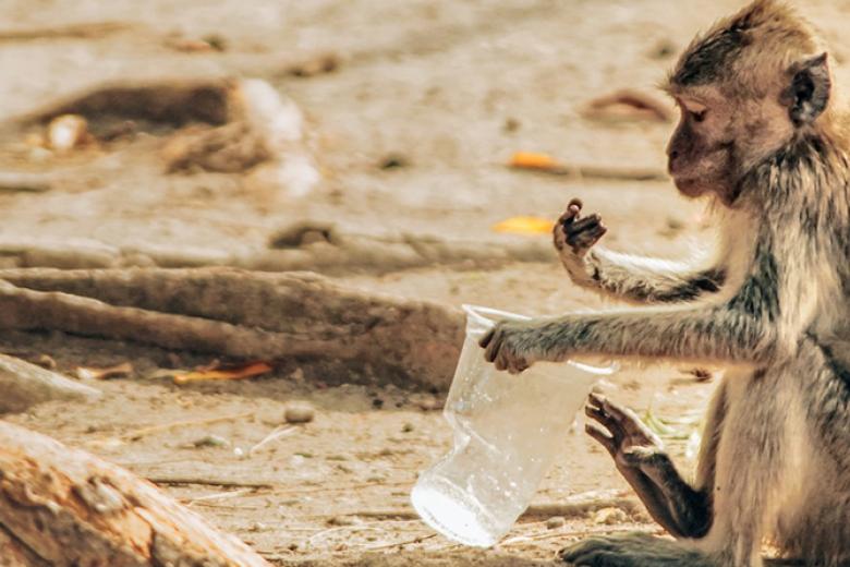 Monkey holding plastic cup