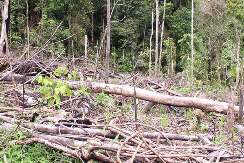 Cut trees in forest