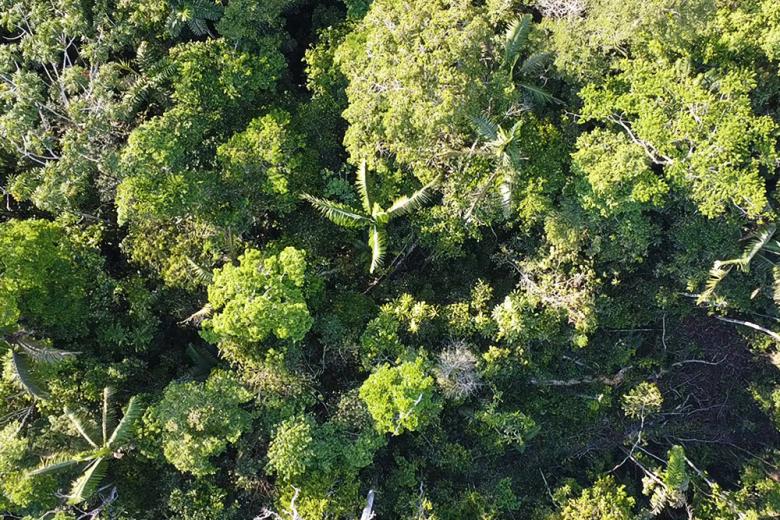Rain forest
