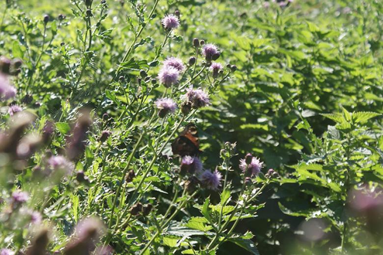 Wild flowers