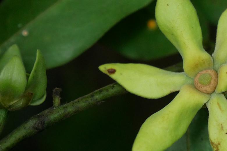 Exotic flower