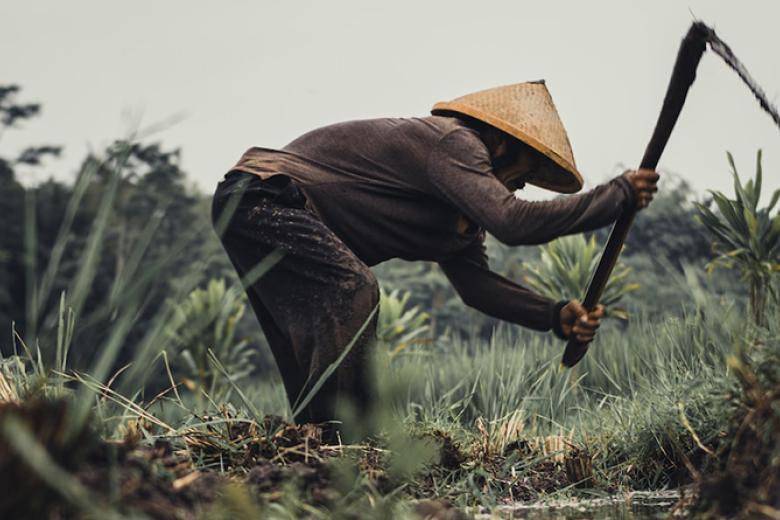 Asian farmer at work