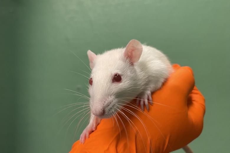 animal research icon