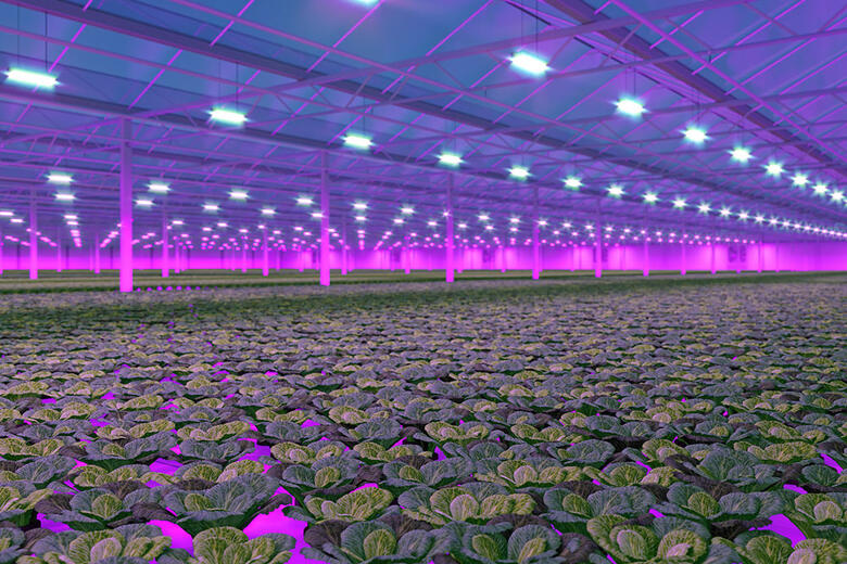 Inside of a purple lit greenhouse