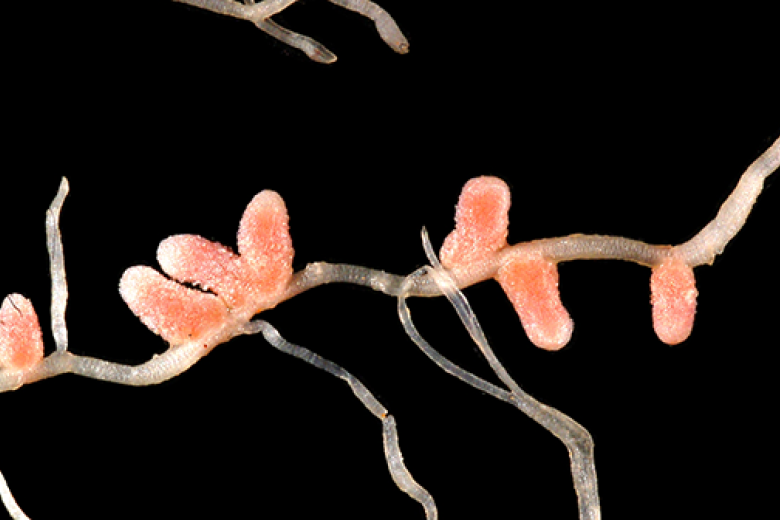 Plant microbiome