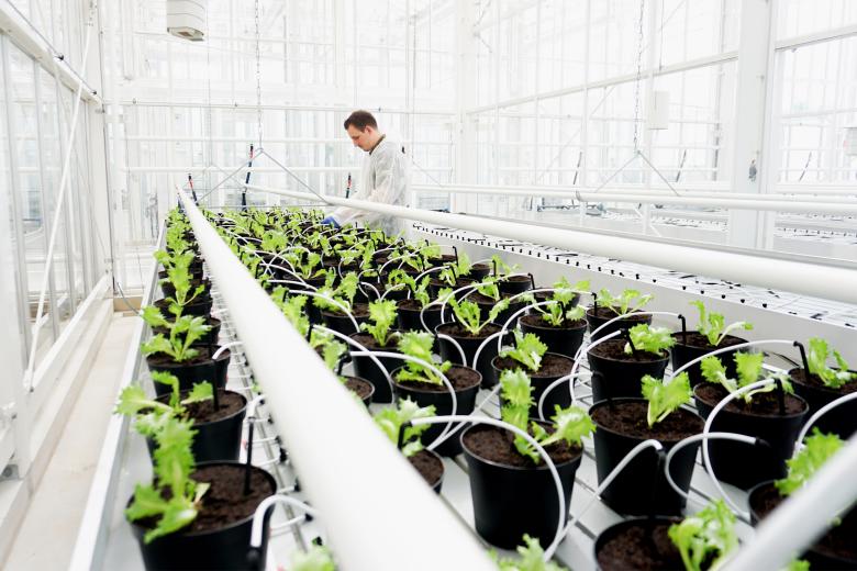 Research greenhouse at Maastricht University campus Venlo