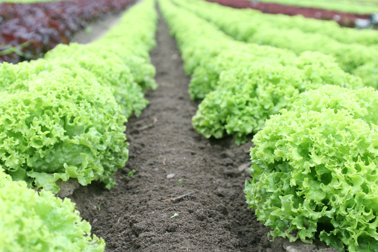 Crops in field