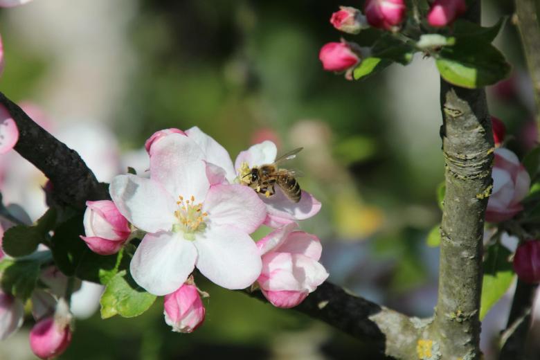 Bumble bee on apple tree blossom