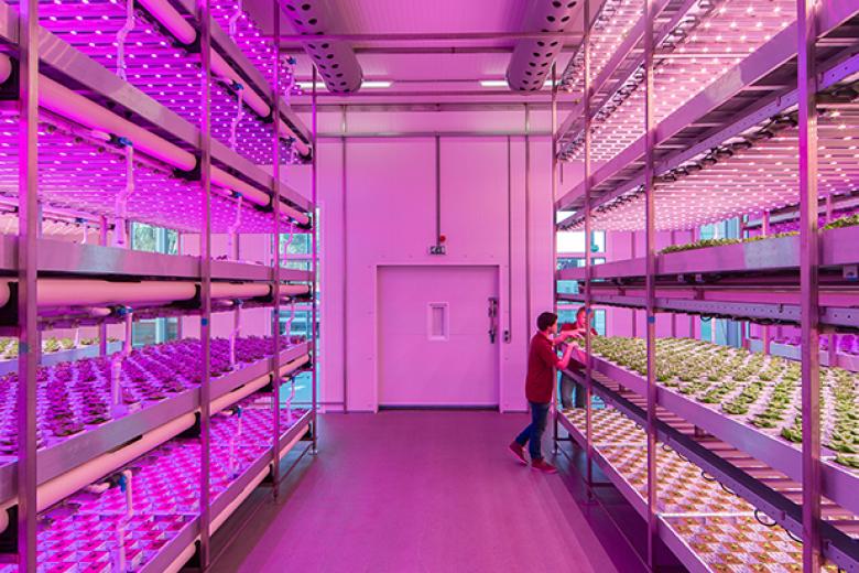 Greenhouse with purple lights