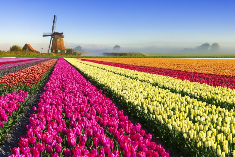 Dutch tulips windmill