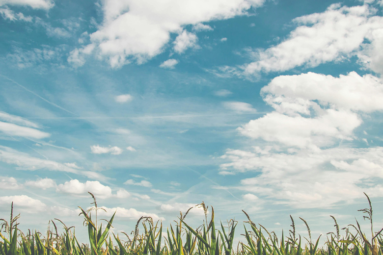Cloudy sky with plants in foreground