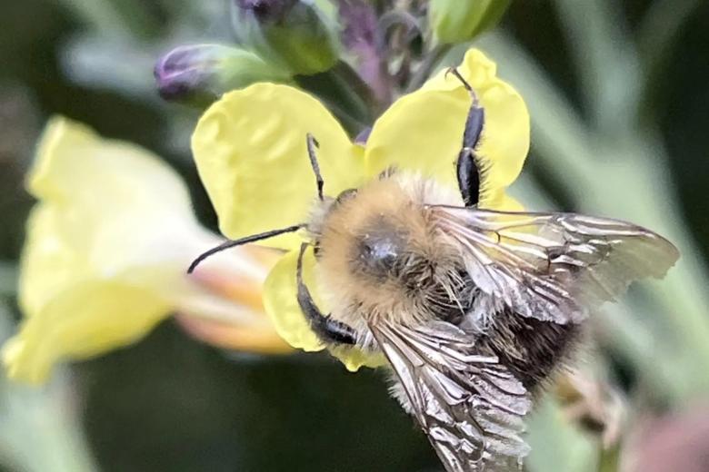 Bees at the food garden