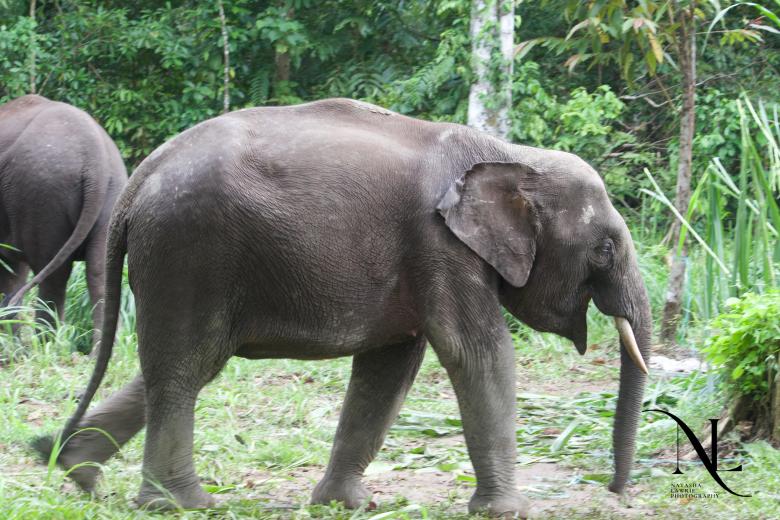Bornean elephant running in the Kinabatangan area taken by NL- BTR March 2025