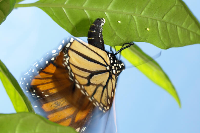 A monarch butterfly laying an egg on tropical milkweed