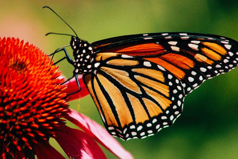 Monarch butterfly
