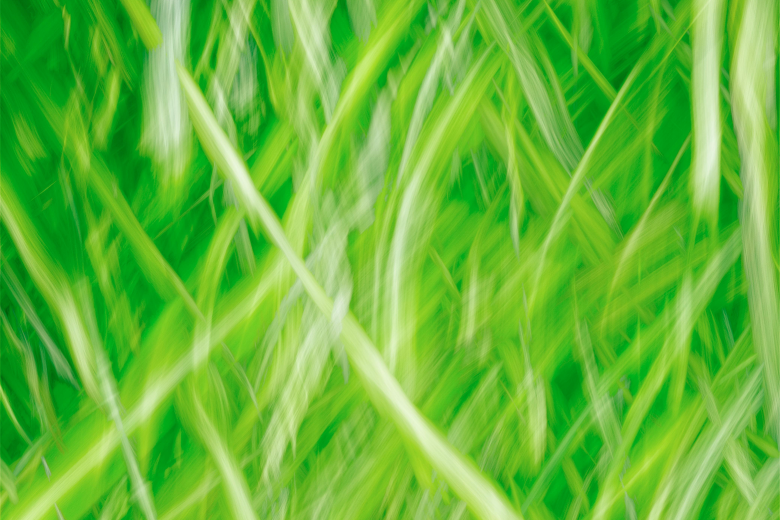 Grass