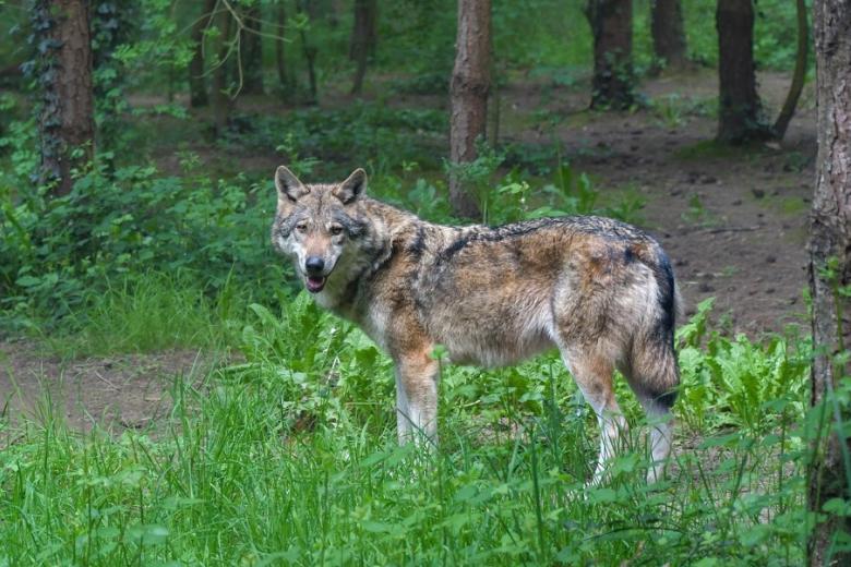 a wild wolf in nature