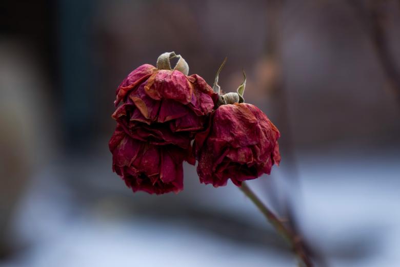 Wilted rose