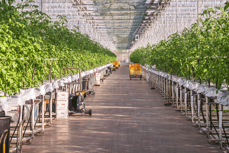 Greenhouse