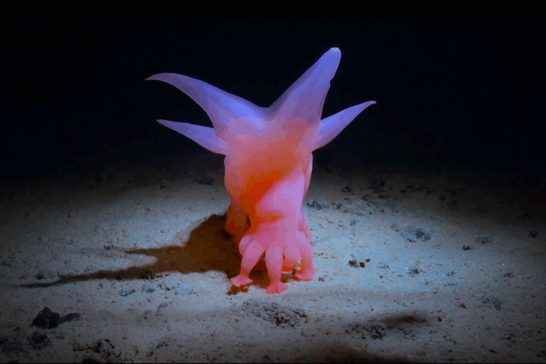 Deep sea creature