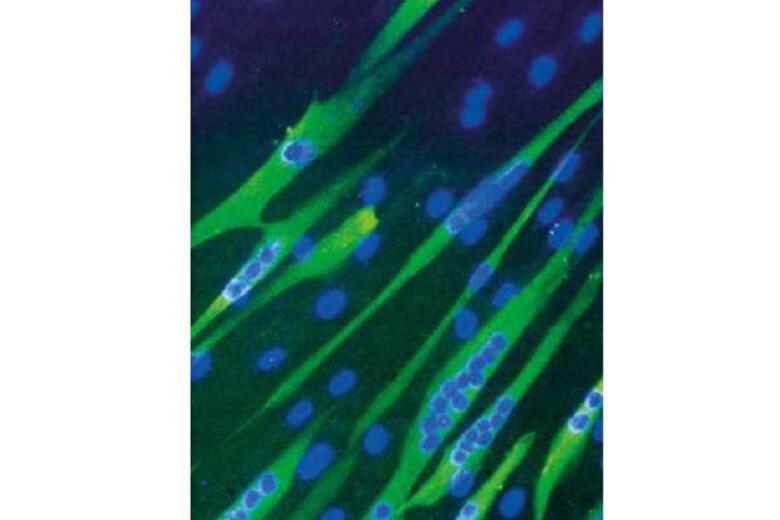 Cell
